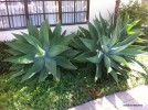 Agave attenuata 3