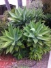 Agave attenuata