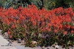 Aloe 'Commutata' - blooming