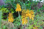 Aloe 'Jacob's Ladder' - blossom