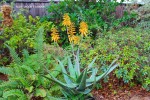 Aloe 'Jacob's Ladder'