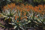 Aloe camperi 'Cornuta' - blooming