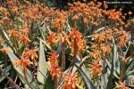 Aloe camperi 'Cornuta' - blossom