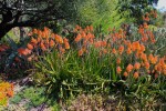 Aloe camperi - blooming