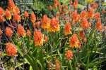 Aloe camperi - blossom