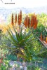 Aloe ferox - blooming