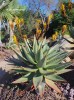 Aloe marlothii - blooming