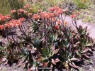 Aloe saponaria - blooming