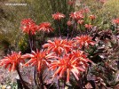 Aloe saponaria - blossom