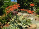 Aloe striata - blooming