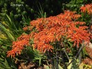 Aloe striata - blossom