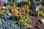 Aloe vanbalenii - blooming