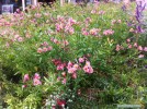 Alstroemeria hybrid - pink