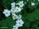 Anemone hybrida - white - blossom