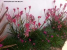 Anigozanthos 'Pink Beauty'