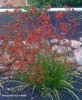 Anigozanthos hybrid - red 3