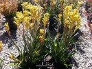 Anigozanthos hybrid - yellow - blossom