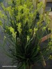 Anigozanthos hybrid - yellow