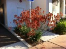 Anigozanthos - orange - blooming