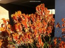 Anigozanthos - orange - blossom