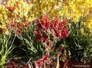 Anigozanthos - red - blossom