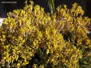 Anigozanthos - yellow - blossom