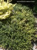 Arctostaphylos 'Emerald Carpet' - foliage