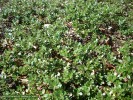 Arctostaphylos 'Emerald Carpet' - foliage