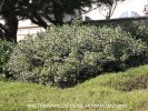 Arctostaphylos 'Howard McMinn' 1