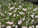 Arctostaphylos 'Howard McMinn' - blossom