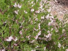 Arctostaphylos 'Howard McMinn' - foliage