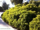 Arctostaphylos densiflora 'Howard McMinn' 2