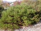 Arctostaphylos densiflora 'Howard McMinn