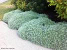 Artemisia schmidtiana 'Silver Mound' - group