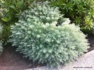 Artemisia schmidtiana 'Silver Mound