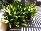 Aspidistra elatior