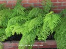 Asplenium blubiferum