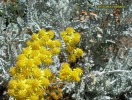 Centaurea cineraria  - yellow - blossom