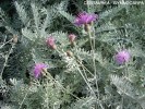 Centaurea gymnocarpa - blossom