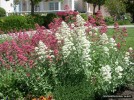 Centranthus ruber 'Albus'