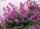 Centranthus ruber - blossom