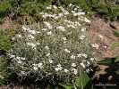 Cerastium tomentosum - blooming 1