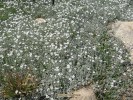 Cerastium tomentosum - blooming