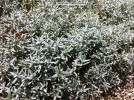 Cerastium tomentosum- foliage