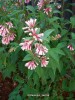 Cestrum elegans 'Smithii' - blossom