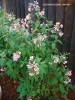 Cestrum elegans 'Smithii