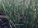 Chondropetalum tectorum  - foliag