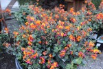 Chorizema 'Bush Flame