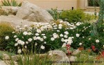 Chrysanthemum maximum 'Esther Reed' 1