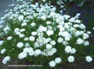 Chrysanthemum maximum 'Esther Reed